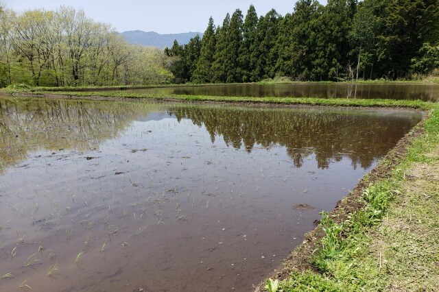 星野リゾート・リゾナーレ那須のお米の学校｜田植えを体験