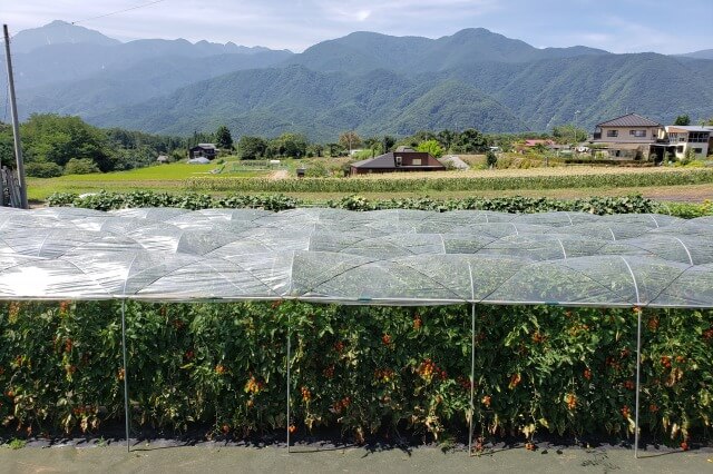 リゾナーレ八ヶ岳のアクティビティ｜夏のおひさまキッチン～高原で野菜収穫体験～