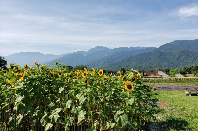 リゾナーレ八ヶ岳のアクティビティ｜夏のおひさまキッチン～高原で野菜収穫体験～