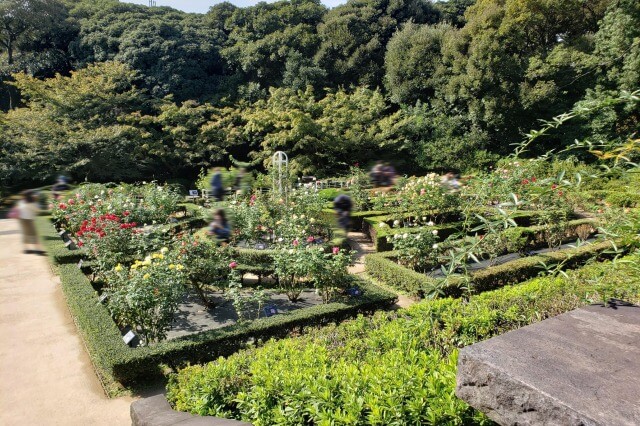 旧古河庭園のバラ園｜洋風庭園の薔薇