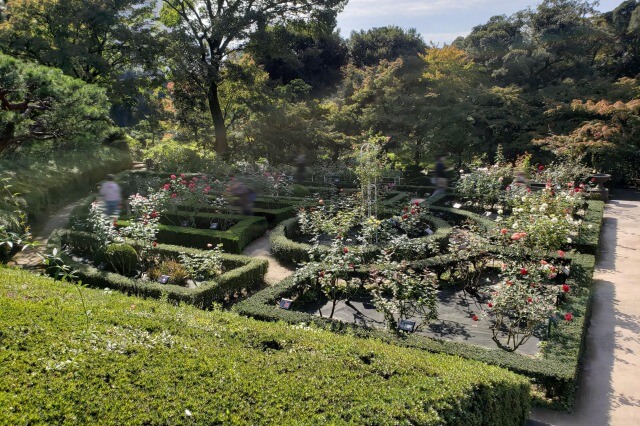 旧古河庭園のバラ園｜洋風庭園の薔薇