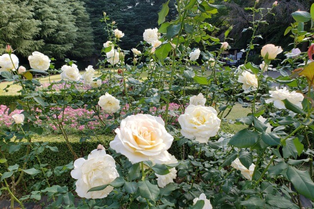 旧古河庭園のバラ園の特徴１｜薔薇の花の量が多い