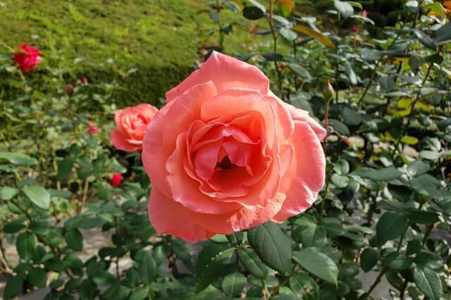 旧古河庭園のバラ園の特徴３｜薔薇の花が綺麗で近くから見られる