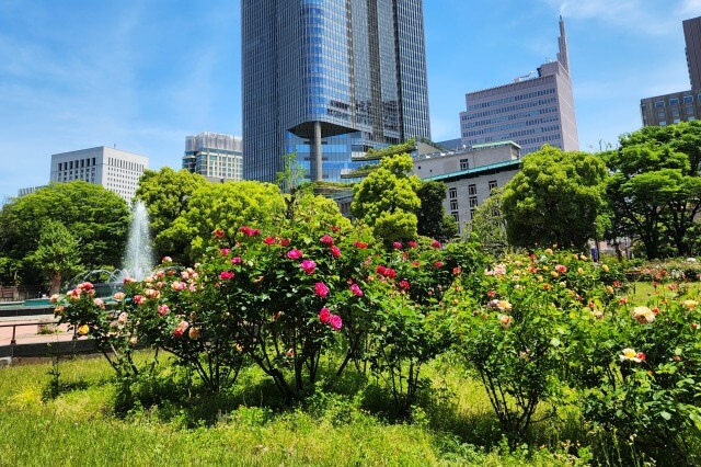 日比谷公園のバラの見頃と見どころ