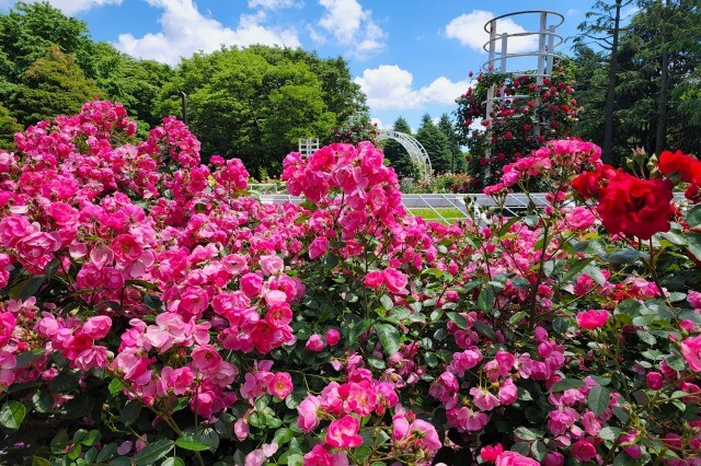 代々木公園のバラの見頃と見どころ