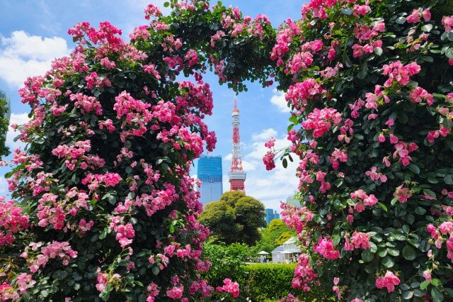 芝公園のバラの見頃と見どころ