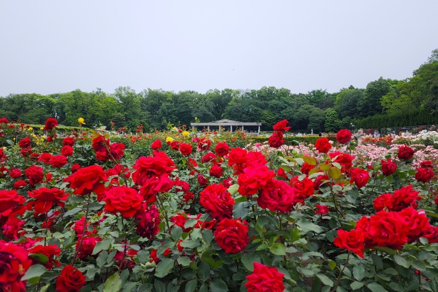 神代植物公園のバラの見頃と見どころ