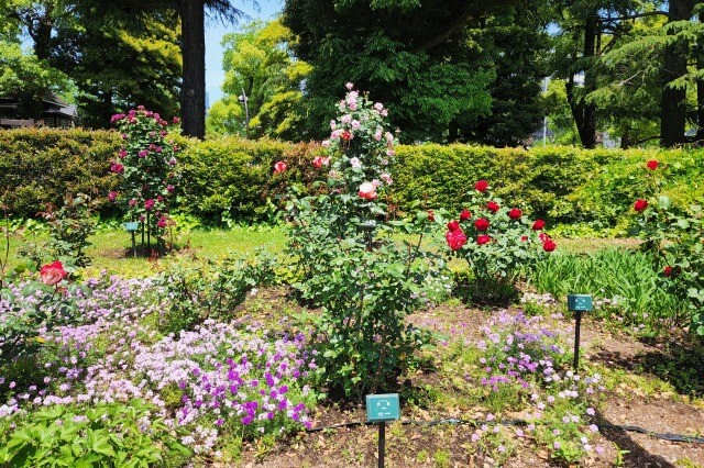 日比谷公園のバラの見頃