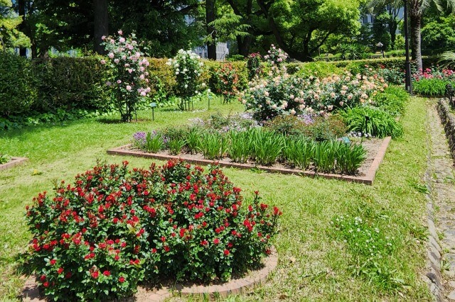 日比谷公園の第一花壇のバラ（バラ園）