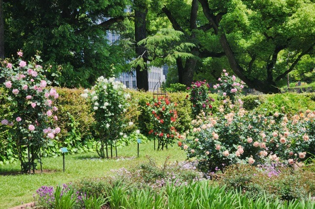 日比谷公園の第一花壇のバラ（バラ園）