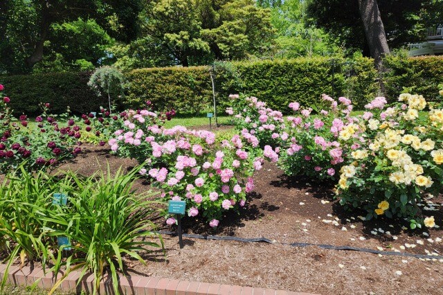 日比谷公園の第一花壇のバラ（バラ園）