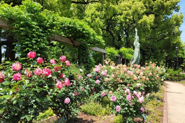 日比谷公園の第一花壇のバラ（バラ園）