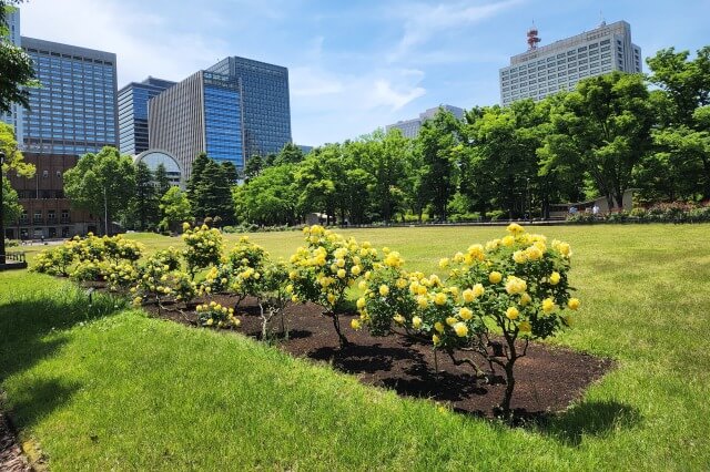 日比谷公園の第二花壇のバラ（バラ園）