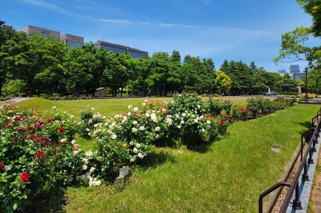 日比谷公園の第二花壇のバラ（バラ園）