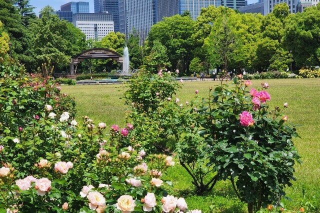 日比谷公園の第二花壇のバラ（バラ園）