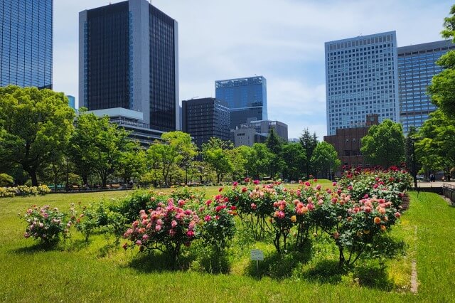 日比谷公園の第二花壇のバラ（バラ園）