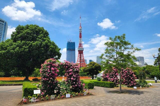 港区立芝公園のバラ