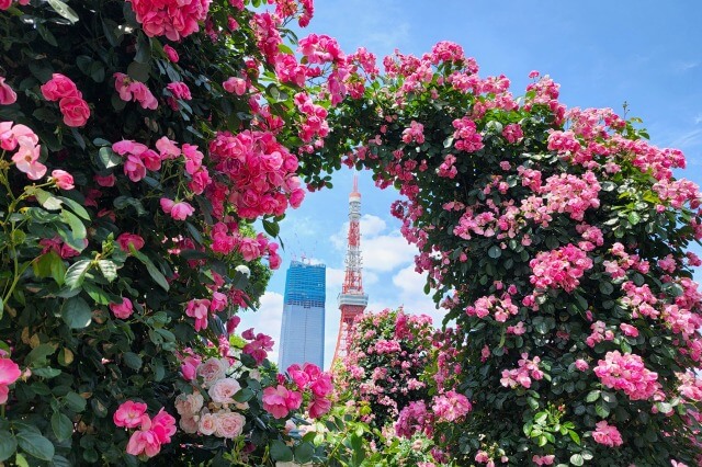 港区立芝公園のバラ