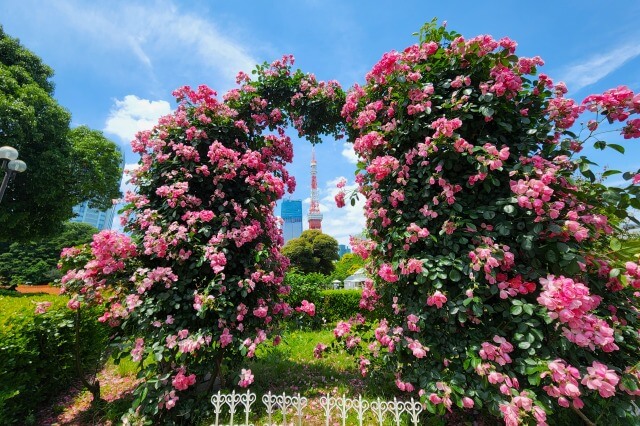 港区立芝公園のバラ