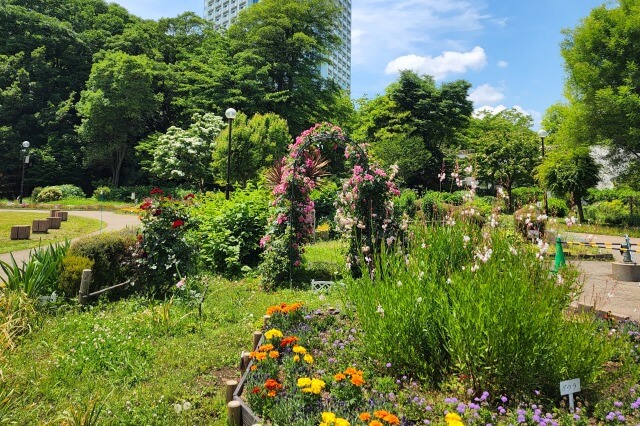 港区立芝公園のバラ