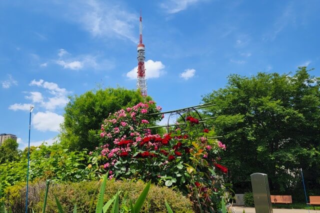 港区立芝公園のバラ