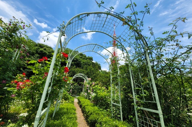 プリンス芝公園のバラ