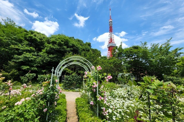 プリンス芝公園のバラ