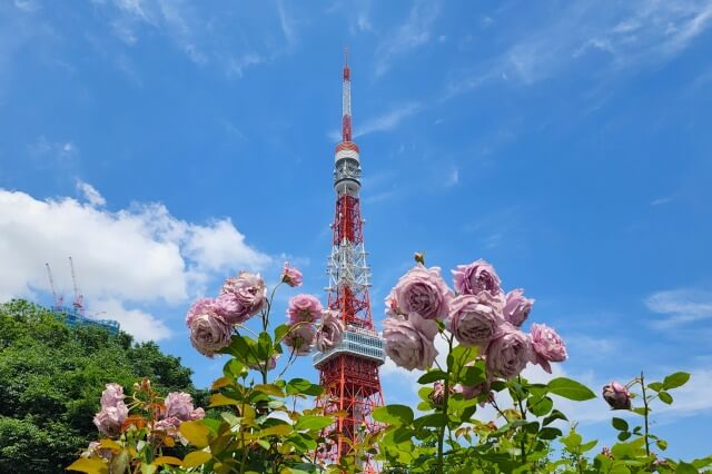 プリンス芝公園のバラ