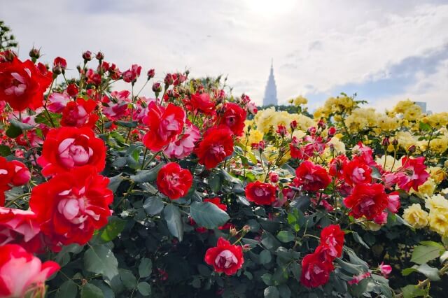 新宿御苑のバラ園の特徴｜バラの花の種類が多い