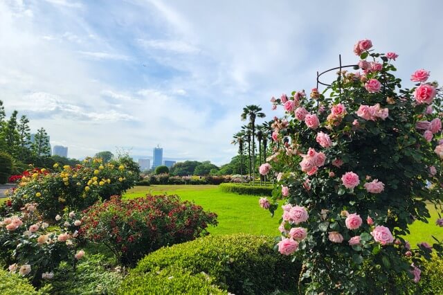 新宿御苑のバラ園の特徴｜バラの花の背景が綺麗