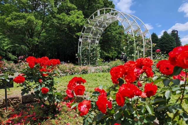 代々木公園のバラの園