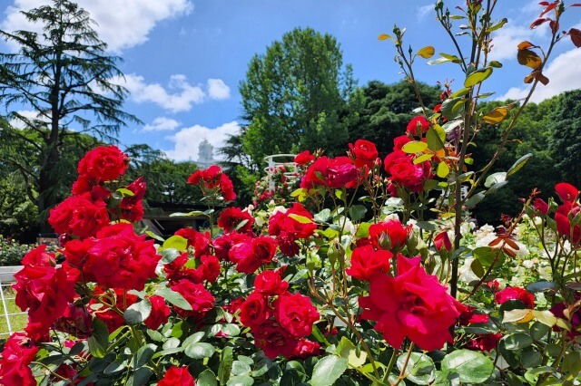 代々木公園のバラの園