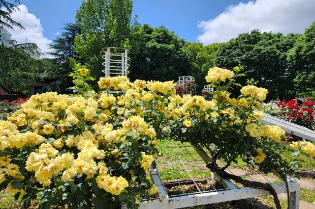 代々木公園のバラの園