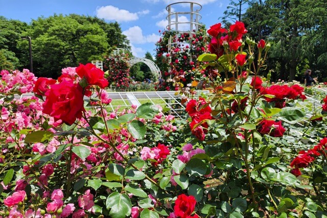 代々木公園のバラの園