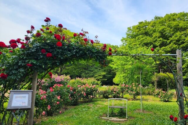 代々木公園のフラワーランド