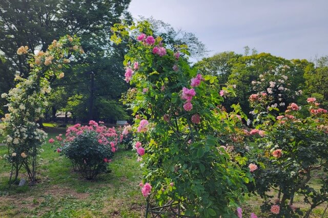 代々木公園のフラワーランド