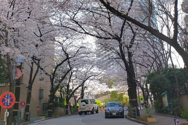 赤坂アークヒルズの桜の見どころ｜スペイン坂（六本木一丁目駅前）