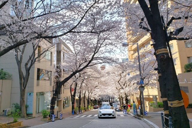 赤坂アークヒルズの桜の見どころ｜スペイン坂（六本木一丁目駅前）