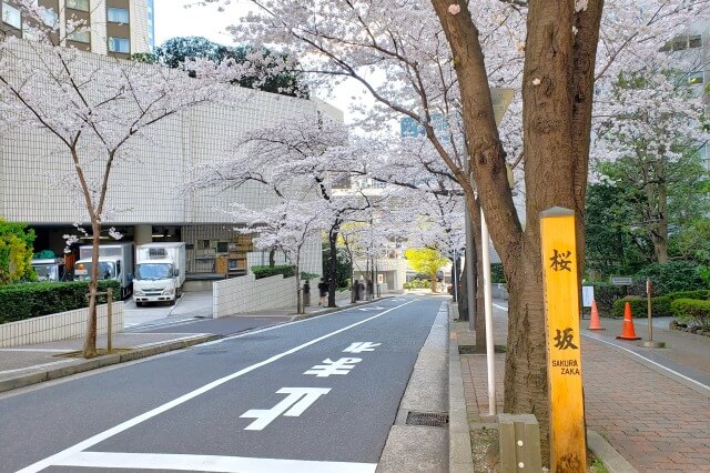 赤坂アークヒルズの桜の見どころ｜桜坂