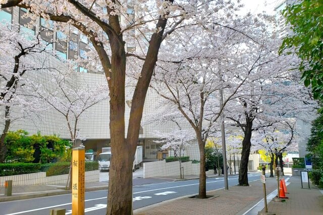 赤坂アークヒルズの桜の見どころ｜桜坂