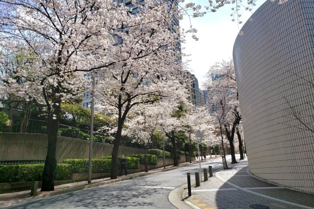 赤坂アークヒルズの桜の見どころ｜桜坂