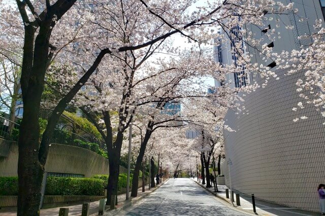 赤坂アークヒルズの桜の見どころ｜桜坂