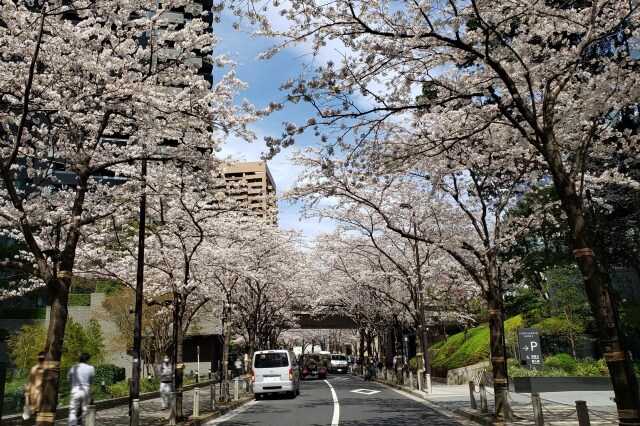 赤坂アークヒルズの桜の見どころ｜泉通り