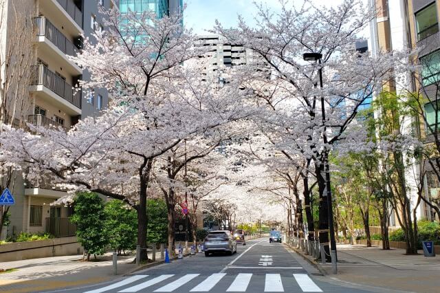 赤坂アークヒルズの桜の見どころ｜泉通り