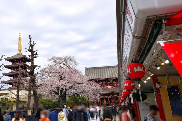 浅草の浅草寺の桜の見どころ｜雷門～仲見世通り