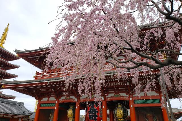 浅草の浅草寺の桜の見どころ｜宝蔵門の周辺