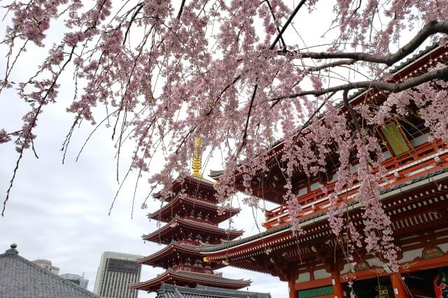 浅草の浅草寺の桜の見どころ｜宝蔵門の周辺