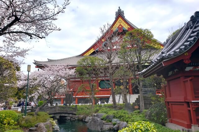 浅草の浅草寺の桜の見どころ｜本堂の周辺