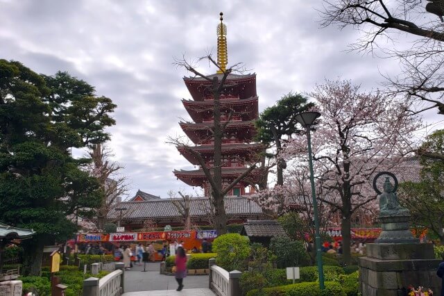 浅草の浅草寺の桜の見どころ｜五重塔の周辺