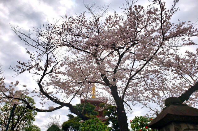 浅草の浅草寺の桜の見どころ｜五重塔の周辺